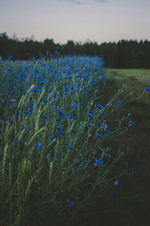 多云的白天下的蓝色花卉绿色植物 · 免费素材图片