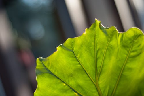 一片叶子的特写摄影 · 免费素材图片