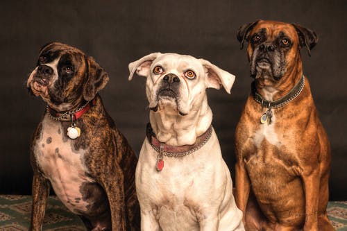 仰望三只狗的摄影 · 免费素材图片