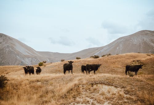 在白色的天空下的棕色草山上的牛群 · 免费素材图片