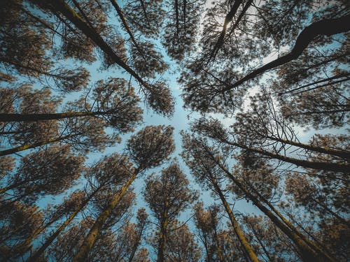 白天的棕叶林木的低角度摄影 · 免费素材图片