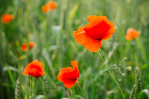 橙色花瓣花 · 免费素材图片