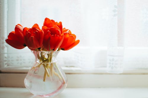 透明玻璃花瓶中的红色郁金香与白色窗帘附近的水核心 · 免费素材图片