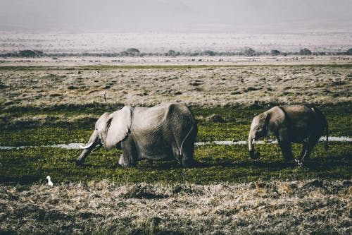 绿草地上的灰色大象 · 免费素材图片