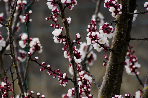 樱花树的景深摄影 · 免费素材图片