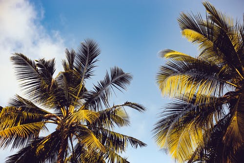 清除两棵椰子树上的蓝天 · 免费素材图片