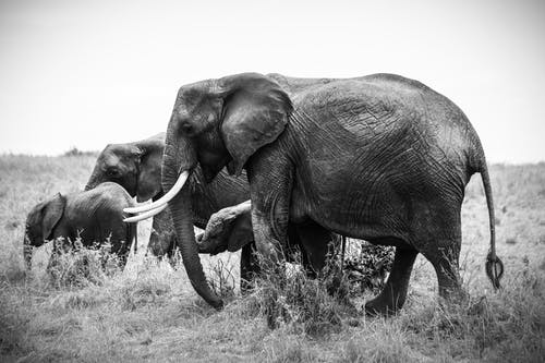 四只大象的灰度照片 · 免费素材图片