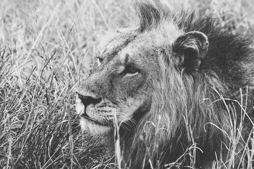 雄狮在草地上的灰度 · 免费素材图片