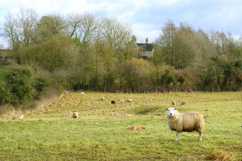 羊在草地上 · 免费素材图片