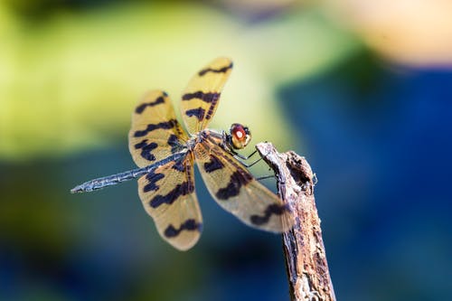 黄色和黑色蜻蜓 · 免费素材图片