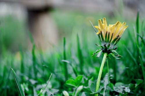 黄色雏菊花的选择性聚焦摄影 · 免费素材图片