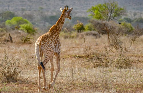 长颈鹿 · 免费素材图片