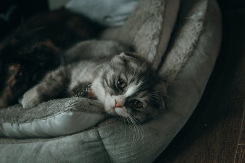 躺在灰色的枕头上的灰色和白色的猫的特写照片 · 免费素材图片