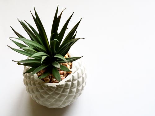 白色花瓶上的绿色的植物 · 免费素材图片