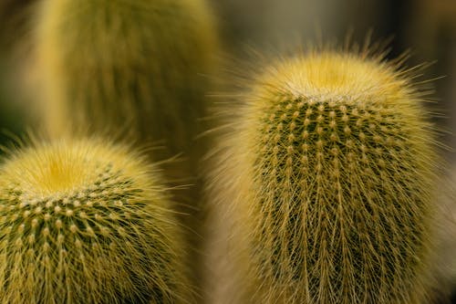 绿色植物 · 免费素材图片