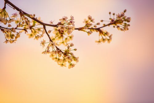 特写摄影中的白色樱花 · 免费素材图片