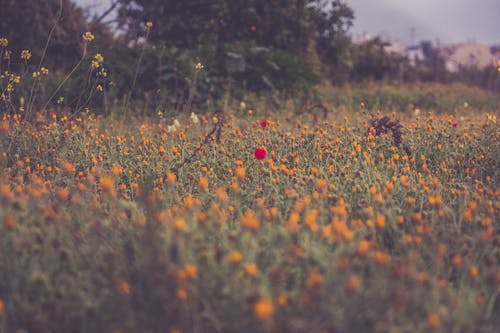橙色和红色的花瓣花摄影 · 免费素材图片