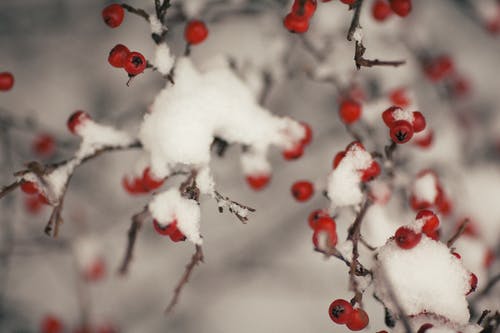 水果树覆盖着雪 · 免费素材图片