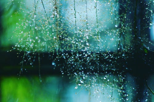 湿植物 · 免费素材图片