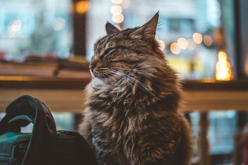 长毛灰猫 · 免费素材图片