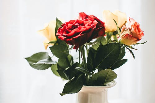 红色和白色的花朵，与白色的花瓶 · 免费素材图片