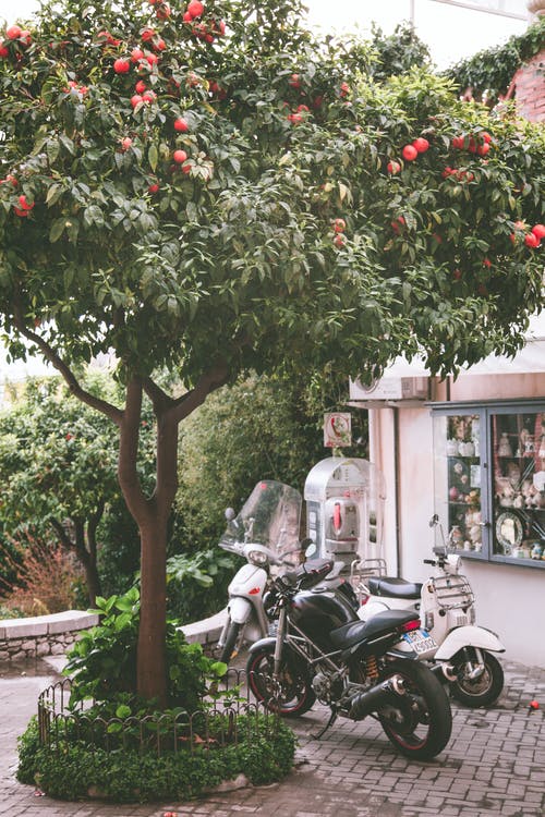 摩托车停在一棵树下 · 免费素材图片