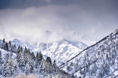 山上覆盖着树木和雪 · 免费素材图片