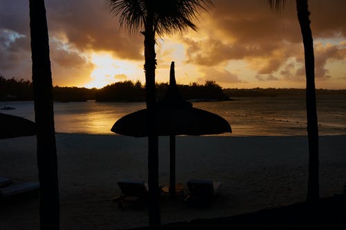 阳伞和棕榈树在海边附近的轮廓 · 免费素材图片