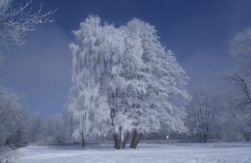 有关下雪的, 冬季, 冰的免费素材图片