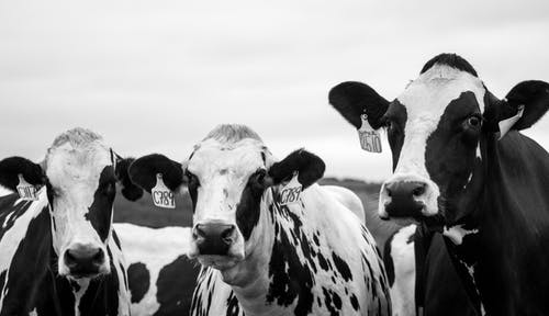 三头牛的灰度摄影 · 免费素材图片
