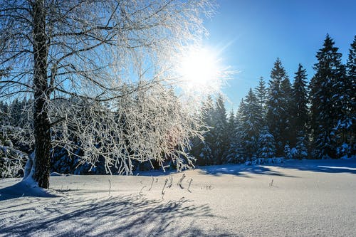白天白雪覆盖的松树 · 免费素材图片