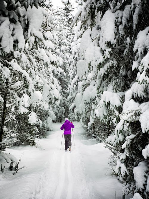 在雪地里，有杆的森林里的女人 · 免费素材图片
