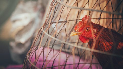 红公鸡在棕色木笼子上 · 免费素材图片