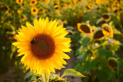黄色向日葵的选择性焦点照片 · 免费素材图片