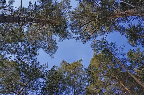 绿叶的树木 · 免费素材图片