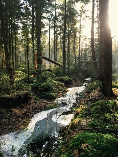 森林风景摄影 · 免费素材图片