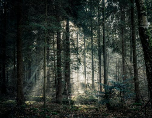 绿树森林 · 免费素材图片