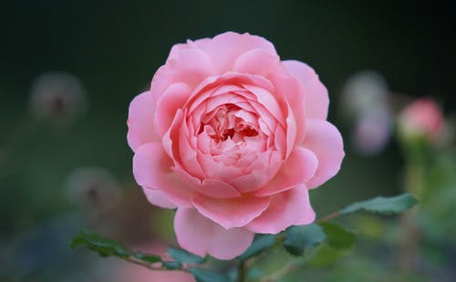 粉红玫瑰花朵的浅景深照片 · 免费素材图片