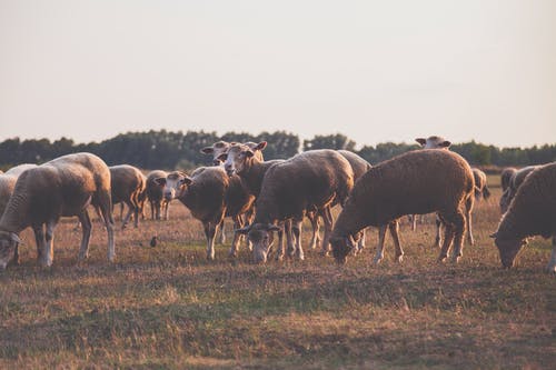 羊群的野生动物摄影 · 免费素材图片