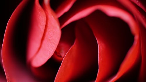 浅焦点的红玫瑰 · 免费素材图片
