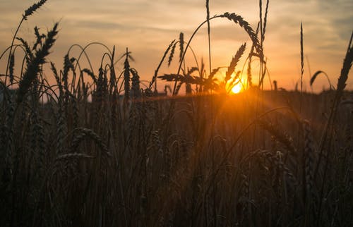 太阳落在小麦后面 · 免费素材图片