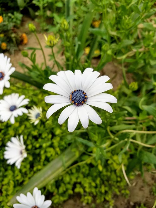 白色的花瓣花 · 免费素材图片