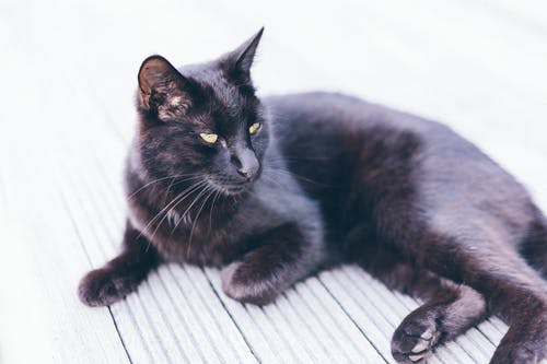 孟买猫在灰色的地面上 · 免费素材图片