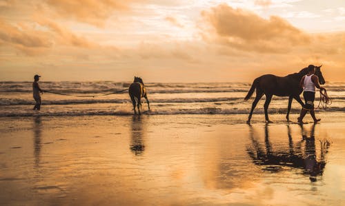 两匹马在沙滩上 · 免费素材图片