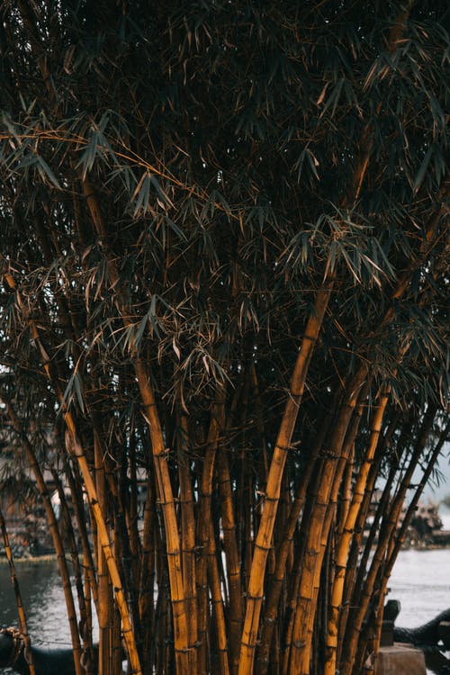竹树 · 免费素材图片