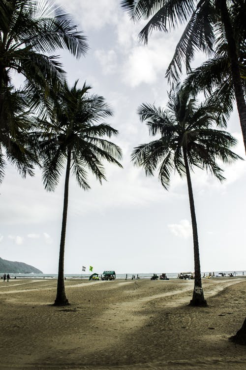 岸边的棕榈树 · 免费素材图片