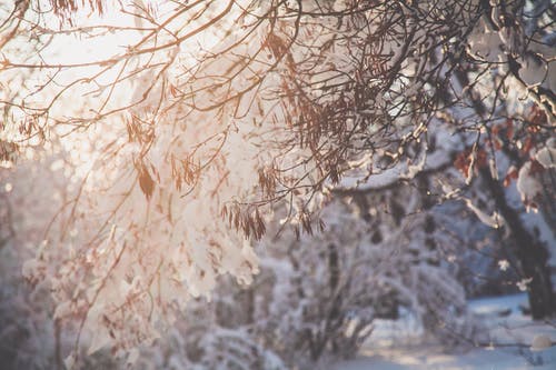 树枝与雪的特写照片 · 免费素材图片