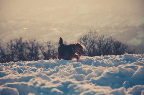 站在雪覆盖的地板上的长涂棕狗的摄影 · 免费素材图片
