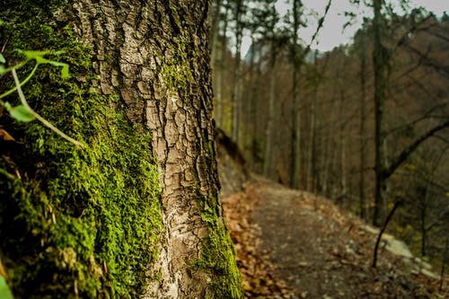 棕色树皮覆盖着绿藻 · 免费素材图片
