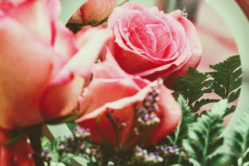 粉色玫瑰与绿色的树叶 · 免费素材图片